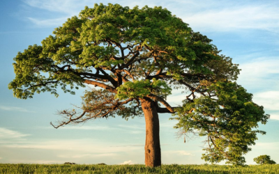 Refleksi Hidup Bertumbuh